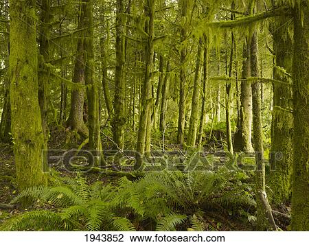 Stock Image - A Lush Forest; Tofino British Columbia Canada. Fotosearch