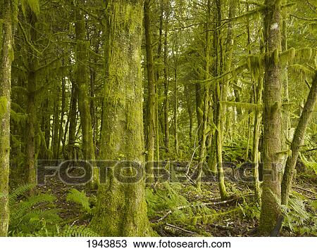 A Lush Forest; Tofino British Columbia Canada View Large Photo Image Stock Image - A Lush Forest; Tofino British Columbia Canada. Fotosearch