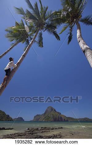 A Man Climbs A Coconut Palm Tree; El Nido, Bacuit Archipelago, Palawan, Philippines View Large Photo Image Stock Image - A Man Climbs A Coconut Palm Tree; El Nido, Bacuit Archipelago, Palawan, Philippines. Fotosearch