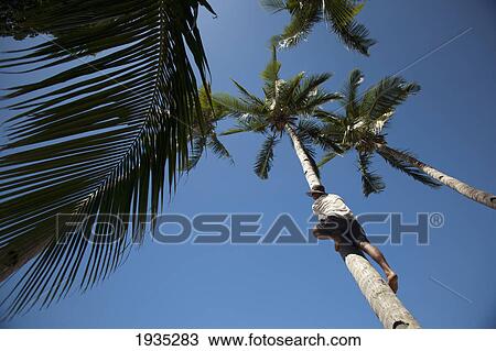 Stock Image - A Man Climbs A Coconut Palm Tree; El Nido, Bacuit Archipelago, Palawan, Philippines. Fotosearch