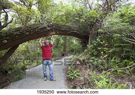 A Man Enjoys His Hike Along The Wild Pacific Trail On Vancouver Island; Ucluelet, British Columbia, Canada View Large Photo Image Stock Image - A Man Enjoys His Hike Along The Wild Pacific Trail On Vancouver Island; Ucluelet, British Columbia, Canada. Fotosearch