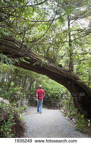 Stock Photo - A Man Hiking Along The Wild Pacific Trail On Vancouver Island; Ucluelet, British Columbia, Canada. Fotosearch