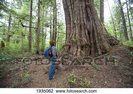 Stock Image - A Man Looks Up At Giant Redwood In Cougar Annie's Garden; Boat Basin, Vancouver Island, British Columbia, Canada. Fotosearch