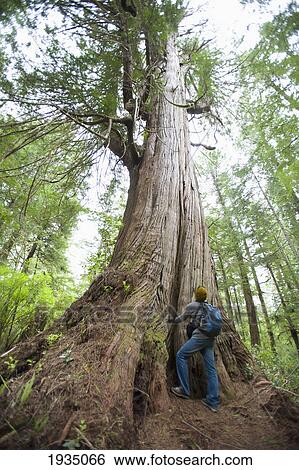 Stock Photograph - A Man Looks Up At Giant Redwood In Cougar Annie's Garden; Boat Basin, Vancouver Island, British Columbia, Canada. Fotosearch