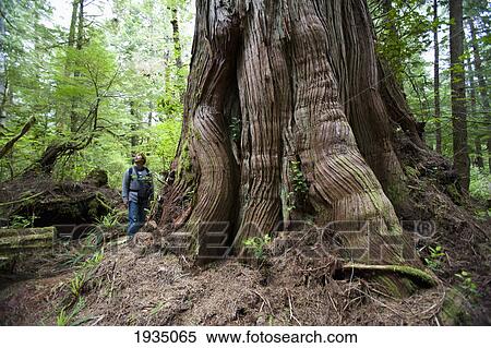 Stock Photography - A Man Looks Up At Giant Redwood In Cougar Annie's Garden; Boat Basin, Vancouver Island, British Columbia, Canada. Fotosearch