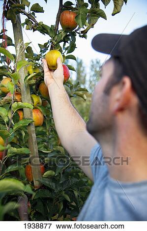 A Man Picking An Apple From A Tree; Nooksack Washington United States Of America View Large Photo Image Stock Photo - A Man Picking An Apple From A Tree; Nooksack Washington United States Of America. Fotosearch