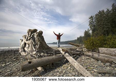 A Man Raises His Arms As He Stands On A Large Drift Log; Sombrio Beach, Vancouver Island, British Columbia, Canada View Large Photo Image Stock Photo - A Man Raises His Arms As He Stands On A Large Drift Log; Sombrio Beach, Vancouver Island, British Columbia, Canada. Fotosearch