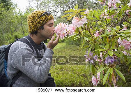 A Man Smells Pink Rhododendrons In Cougar Annie's Garden; Boat Basin, Vancouver Island, British Columbia, Canada View Large Photo Image Stock Photo - A Man Smells Pink Rhododendrons In Cougar Annie's Garden; Boat Basin, Vancouver Island, British Columbia, Canada. Fotosearch