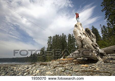 A Man Stands On A Large Drift Log; Sombrio Beach, Vancouver Island, British Columbia, Canada View Large Photo Image Stock Image - A Man Stands On A Large Drift Log; Sombrio Beach, Vancouver Island, British Columbia, Canada. Fotosearch