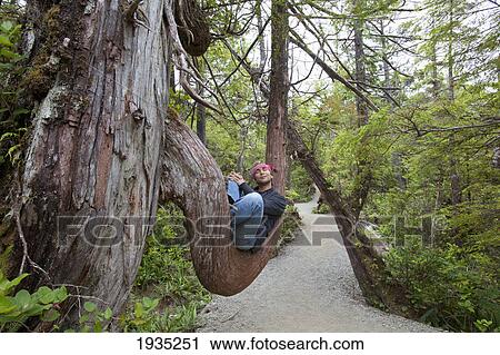 A Man Takes A Rest On A Large Tree Branch Along The Wild Pacific Trail On Vancouver Island; Ucluelet, British Columbia, Canada View Large Photo Image Stock Image - A Man Takes A Rest On A Large Tree Branch Along The Wild Pacific Trail On Vancouver Island; Ucluelet, British Columbia, Canada. Fotosearch