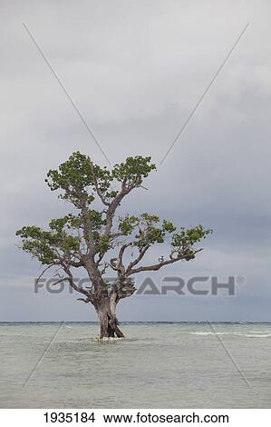Picture - A Mangrove Tree On Island Coast; Siquijor, Philippines. Fotosearch