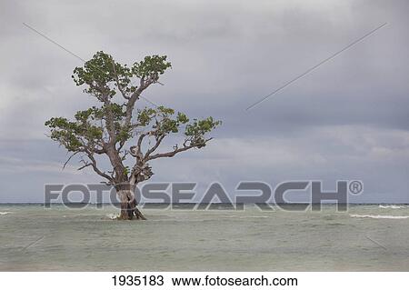A Mangrove Tree On Island Coast; Siquijor, Philippines View Large Photo Image Stock Image - A Mangrove Tree On Island Coast; Siquijor, Philippines. Fotosearch