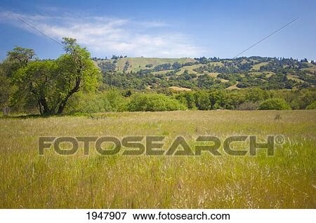 a meadow with trees and hills in hendy woods state park; california united states of america View Large Photo Image Stock Photo - a meadow with trees and hills in hendy woods state park; california united states of america. Fotosearch