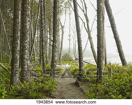 Picture - A Path In The Forest Along The Shore Of Comber Beach; Tofino British Columbia Canada. Fotosearch