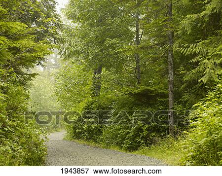 A Path Leading To Cox Bay; Tofino British Columbia Canada View Large Photo Image Stock Photo - A Path Leading To Cox Bay; Tofino British Columbia Canada. Fotosearch