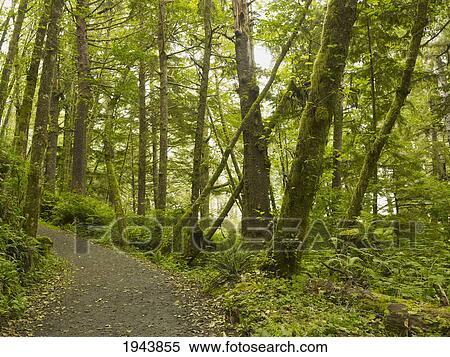 Stock Photography - A Path Through The Forest At Comber Beach; Tofino British Columbia Canada. Fotosearch