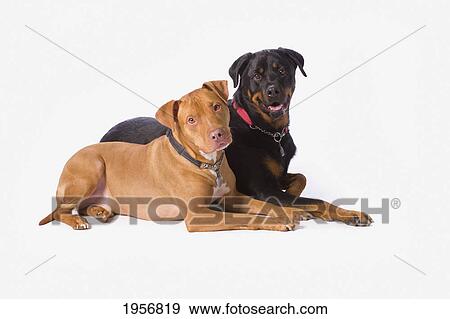 Stock Photo - a pitbull and a rotweiller on a white studio background; st. albert alberta canada. Fotosearch