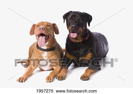 Stock Photography - a pitbull and a rotweiller on a white studio background; st. albert alberta canada. Fotosearch