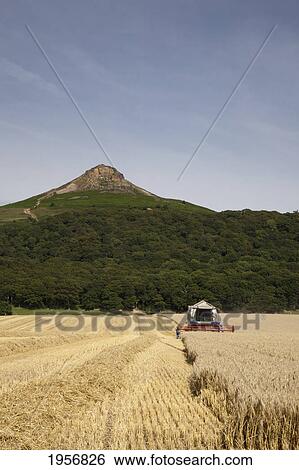 a plough works in a field; roseberry topping north yorkshire england View Large Photo Image Stock Photograph - a plough works in a field; roseberry topping north yorkshire england. Fotosearch