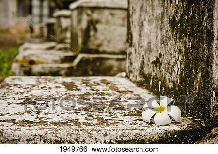 a plumeria flower sits atop a grave to the political prisoners who died in the security prison s-21 at the tuol sleng genocide museum; phnom penh cambodia View Large Photo Image Stock Photograph - a plumeria flower sits atop a grave to the political prisoners who died in the security prison s-21 at the tuol sleng genocide museum; phnom penh cambodia. Fotosearch