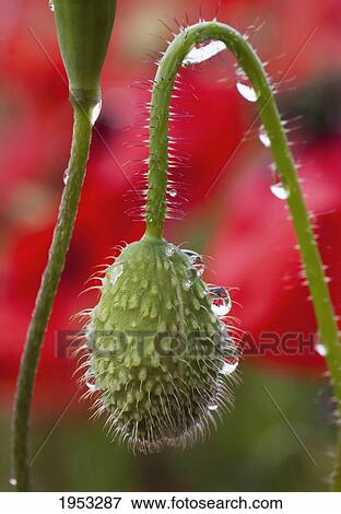 a poppy bud covered with dew drops; northumberland england View Large Photo Image Stock Photo - a poppy bud covered with dew drops; northumberland england. Fotosearch