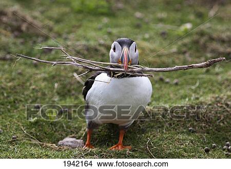 Picture - A Puffin Carrying Tree Branches In It's Mouth; Shetland Scotland. Fotosearch