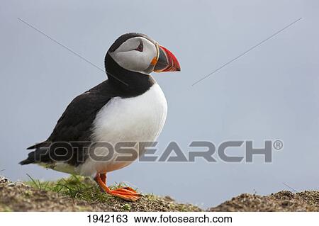 A Puffin; Shetland Scotland View Large Photo Image Stock Image - A Puffin; Shetland Scotland. Fotosearch