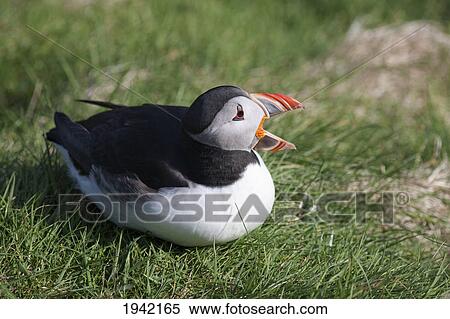 A Puffin Sitting With It's Mouth Open; Shetland Scotland View Large Photo Image Stock Photography - A Puffin Sitting With It's Mouth Open; Shetland Scotland. Fotosearch