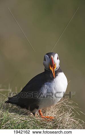 A Puffin With It's Beak Open; Shetland Scotland View Large Photo Image Stock Image - A Puffin With It's Beak Open; Shetland Scotland. Fotosearch