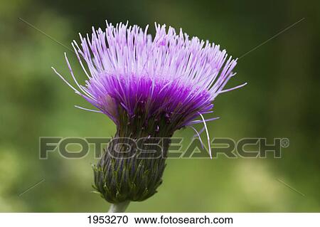 Stock Image - a purple flower; northumberland england. Fotosearch