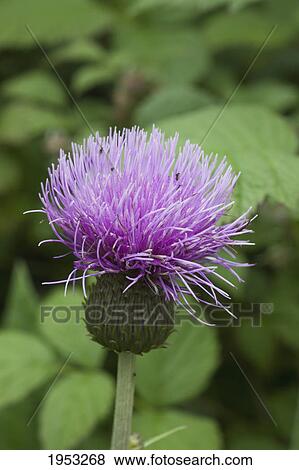 a purple flower; northumberland england View Large Photo Image Stock Photo - a purple flower; northumberland england. Fotosearch