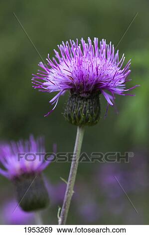 Stock Photo - a purple flower; northumberland england. Fotosearch