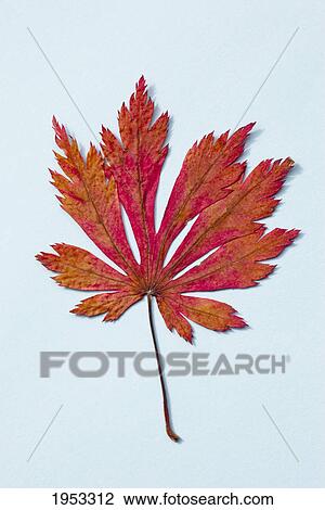 a red leaf on a light blue background; northumberland england View Large Photo Image Stock Image - a red leaf on a light blue background; northumberland england. Fotosearch