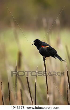 Stock Photo - A Red-Winged Blackbird (Agelaius Phoeniceus) Sitting On The Top Of A Reed In Banff National Park; Alberta Canada. Fotosearch