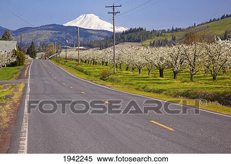 Stock Photography - A Road Leading Toward Mount Hood In Columbia River Gorge; Oregon United States Of America. Fotosearch