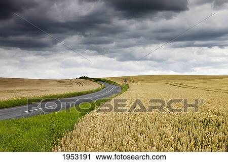 a road winding between two wheat fields; scottish borders scotland View Large Photo Image Stock Image - a road winding between two wheat fields; scottish borders scotland. Fotosearch