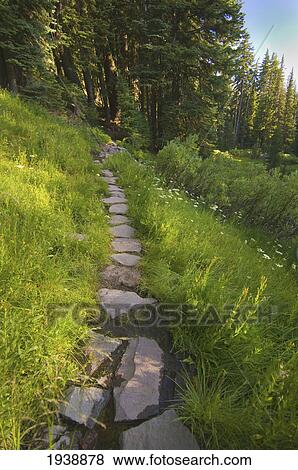 Stock Photo - A Rock Trail Through A Meadow Towards The Trees At Crater Lake; Oregon United States Of America. Fotosearch