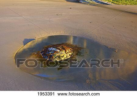 a rock with seaweed sitting in a puddle of water in the sand; oregon united states of america View Large Photo Image Stock Image - a rock with seaweed sitting in a puddle of water in the sand; oregon united states of america. Fotosearch