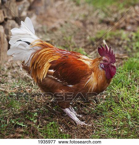 A Rooster; Lamchhog Lhakhang Thimpu Bhutan View Large Photo Image Stock Photo - A Rooster; Lamchhog Lhakhang Thimpu Bhutan. Fotosearch