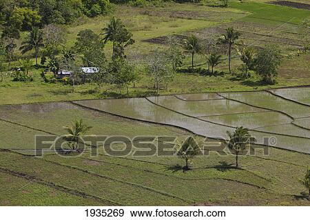 A Rural House Surrounded By Rice Fields Near The Chocolate Hills; Island Of Bohol, Philippines View Large Photo Image Stock Photo - A Rural House Surrounded By Rice Fields Near The Chocolate Hills; Island Of Bohol, Philippines. Fotosearch