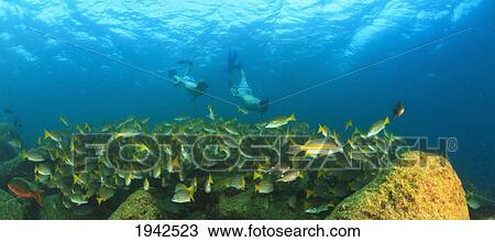 A School Of Fish Underwater And Two Tourists Scuba Diving At Los Islotes National Marine Park Espiritu Santo Island; La Paz Baja California Mexico View Large Photo Image Stock Image - A School Of Fish Underwater And Two Tourists Scuba Diving At Los Islotes National Marine Park Espiritu Santo Island; La Paz Baja California Mexico. Fotosearch