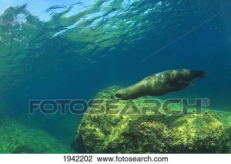 Stock Image - A Sea Lion In The Water At Los Islotes National Marine Park On Espiritu Santos Island Near La Paz; Baja California Mexico. Fotosearch