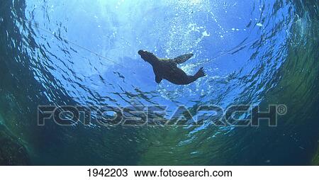 Stock Image - A Sea Lion In The Water At Los Islotes National Marine Park On Espiritu Santos Island Near La Paz; Baja California Mexico. Fotosearch