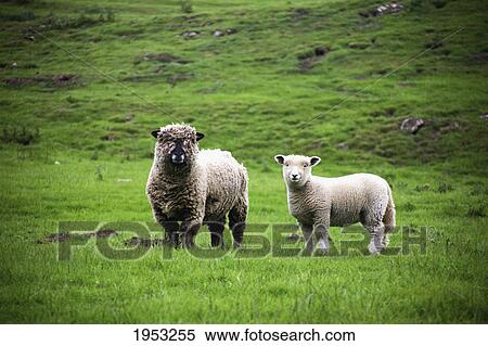 a sheep and a lamb; bolton yorkshire dales england View Large Photo Image Stock Photography - a sheep and a lamb; bolton yorkshire dales england. Fotosearch
