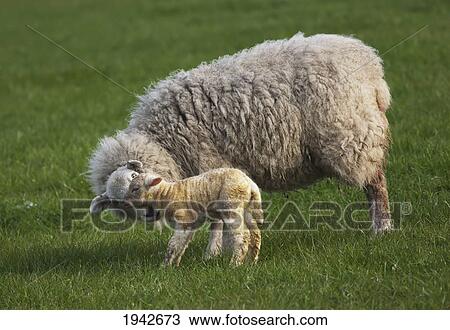 A Sheep With Her Lamb; Northumberland England View Large Photo Image Stock Image - A Sheep With Her Lamb; Northumberland England. Fotosearch