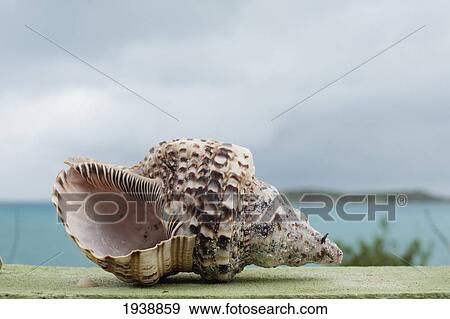 Stock Photo - A Shell Sitting On A Ledge By The Water; South Caicos Turks And Caicos Islands. Fotosearch
