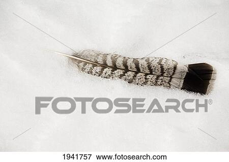 A Single Snowy Owl Feather In The Snow; Waterton Alberta Canada View Large Photo Image Stock Photo - A Single Snowy Owl Feather In The Snow; Waterton Alberta Canada. Fotosearch