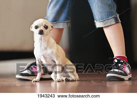 A Small Dog Sitting At A Person's Feet; Benalmadena Costa Malaga Andalusia Spain View Large Photo Image Stock Image - A Small Dog Sitting At A Person's Feet; Benalmadena Costa Malaga Andalusia Spain. Fotosearch