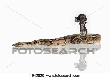 A Small Dog Sitting Behind A Coiled Snake View Large Photo Image Stock Image - A Small Dog Sitting Behind A Coiled Snake. Fotosearch