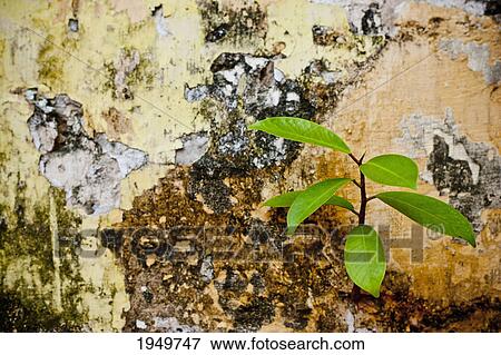 Stock Photo - a small plant takes a tenuous hold on a crumbling plaster wall; melaka malaysia. Fotosearch